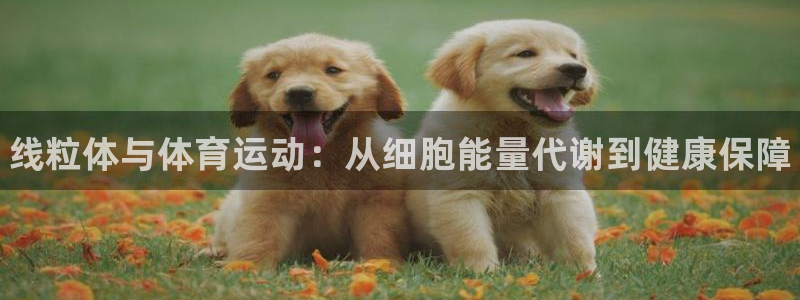 球王会体育